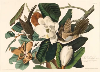Black-billed Cuckoo, 1828