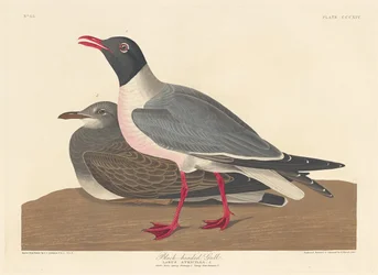 Black-headed Gull