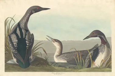 Black-throated Diver