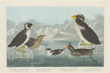 Black-throated Guillemot, Nobbed-billed Auk, Curled-Crested Auk and Horned-billed