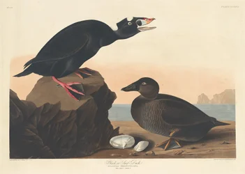 Black or Surf Duck, 1836