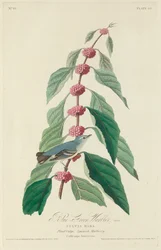 Blue-green Warbler