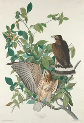Broad-winged Hawk, 1830