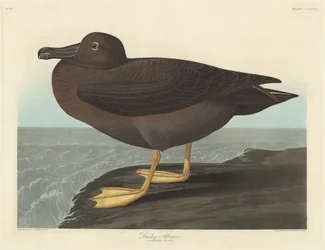 Dusky Albatross, 1838