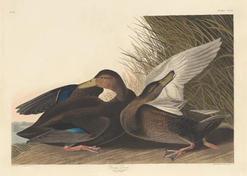 Dusky Duck, 1836