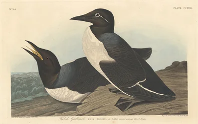 Foolish Guillemot