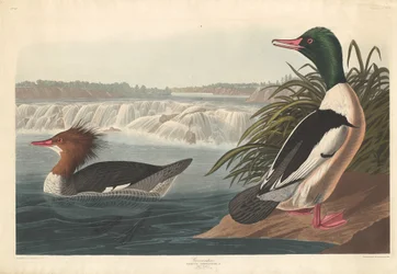 Goosander