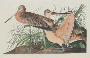 Great Marbled Godwit, 1835