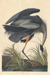 Great Blue Heron, 1834