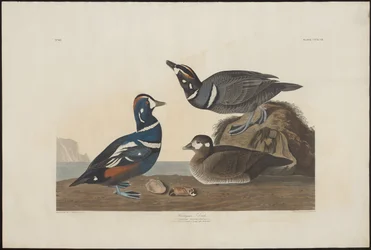 Harlequin Duck