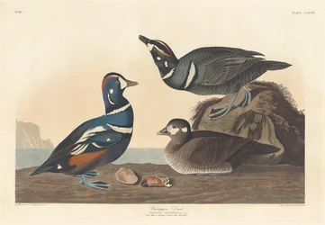 Harlequin Duck
