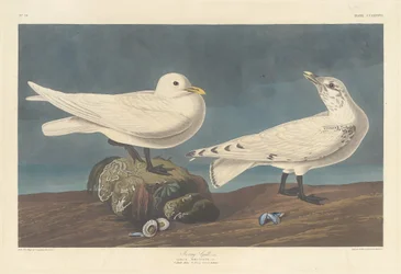 Ivory Gull, 1836
