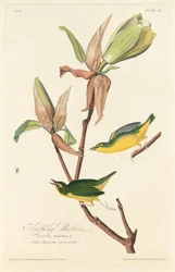 Kentucky Warbler