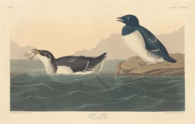 Little Auk
