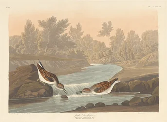 Little Sandpiper
