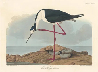 Long-legged Avocet
