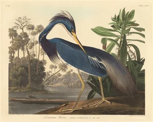 Louisiana Heron, 1834