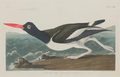 Pied Oyster-Catcher