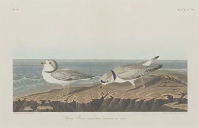 Piping Plover