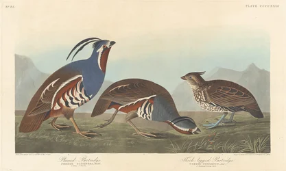 Plumed Partridge and Thick-legged Partridge