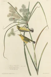 Prairie Warbler, 1827