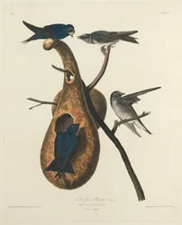 Purple Martin, 1827