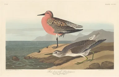 Red-breasted Sandpiper