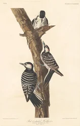 Red-cockaded Woodpecker, 1837