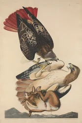 Red Tailed Hawk