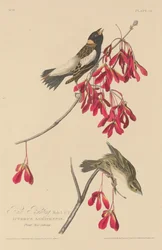 Rice Bunting, 1829