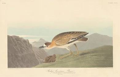 Rocky Mountain Plover
