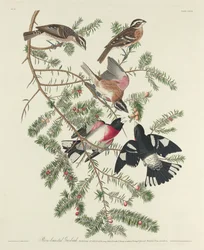 Rose-breasted Grosbeak