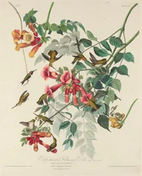 Ruby-throated Humming Bird