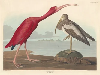 Scarlet Ibis