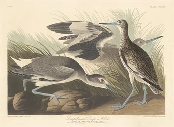 Semi-palmated Snipe or Willet, 1835