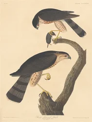 Sharp-shinned Hawk