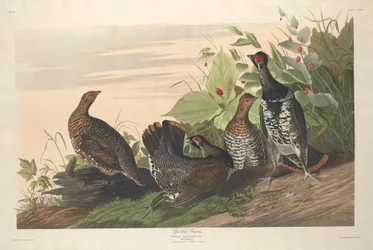 Spotted Grouse, 1833
