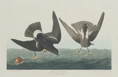 Stormy Petrel