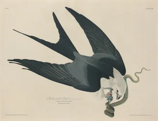 Swallow-tailed Hawk, 1829