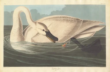 Trumpeter Swan, 1838