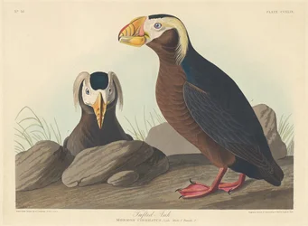 Tufted Auk