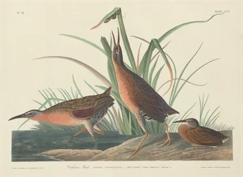 Virginia Rail, 1834