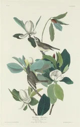 Warbling Flycatcher, 1831