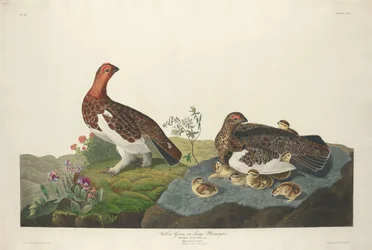 Willow Grouse