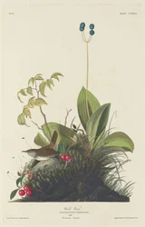 Wood Wren