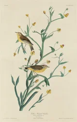 Yellow Red-Poll Warbler
