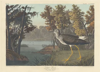 Yellow Shank, 1836