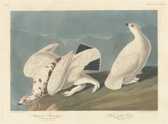 American Ptarmigan and White-tailed Grouse