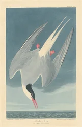 Arctic Tern