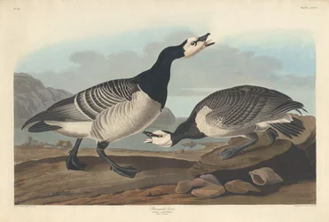 Barnacle Goose